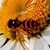 :iconannaovk: