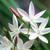 :iconannarusflower: