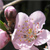 :iconannas-photos: