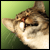 :iconannatulipanna: