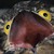 :iconanncsii: