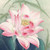 :iconannenya: