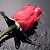 :iconannie4981: