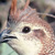 :iconannihilation-bunny: