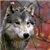 :iconanniwolf: