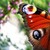 :iconannnii00: