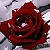:iconannwyl-chan:
