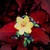 :iconanny-lynn: