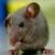 :iconanonymouse-pixels: