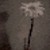 :iconanother-wanderer: