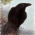 :iconanrith: