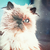 :iconansicht: