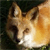 :iconantaressilverfox: