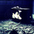 :iconanthem369: