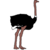 :iconanthonyostrich: