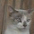 :iconanthracite-cat: