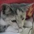 :iconanthracite-cat: