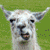 :iconanti-drama-lamas: