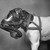 :iconantistaticanimal: