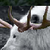 :iconantleredwolfsoul: