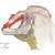 :iconantoniovenator: