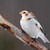 :iconantwerpen23:
