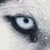 :iconanubis-42: