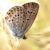 :iconanubis-myr: