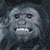 :iconanubis-pandora: