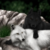 :iconanubisrocks2468:
