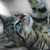 :iconanylor-ak: