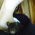 :iconanyuna-osumanon: