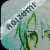 :iconaoizumi: