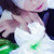 :iconaoriko: