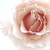 :iconapastelrose: