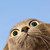 :iconapathie: