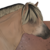 :iconapemellowood:
