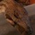 :iconapep104: