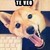 :iconapepchoko: