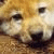 :iconapexgirl: