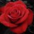 :iconaphelion00: