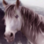 :iconapheliotes: