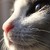 :iconaphrodite-kallipygos: