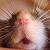 :iconapius-mouse:
