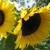 :iconaplace2grow: