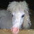 :iconapocalypsehorse: