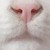 :iconapolinaria23: