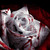 :iconapollux-nivlac: