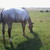 :iconappaloosa0313: