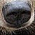 :iconapplause-with-paws:
